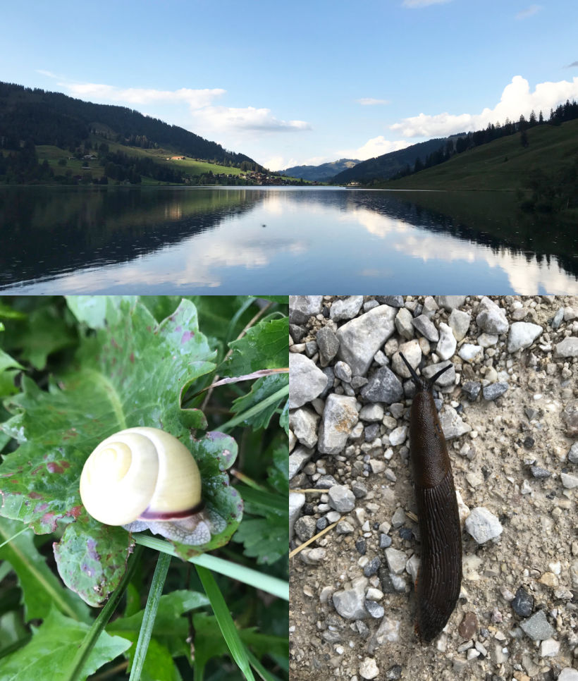 Mi proyecto lo inspiré en una caminata que hice alrededor del Lago Negro (Suiza) con mi familia