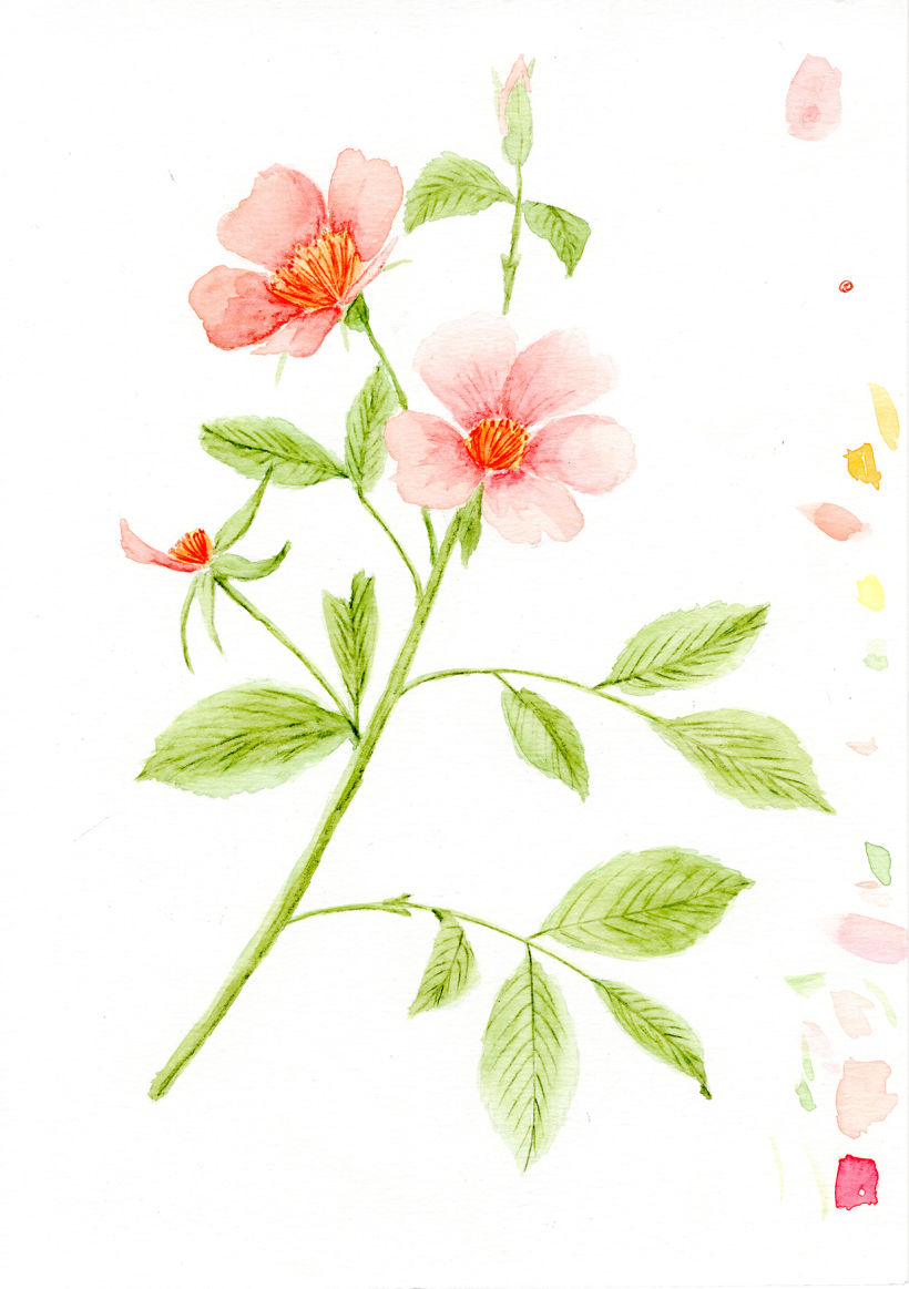 Meu projeto do curso: Ilustração botânica com aquarela -1