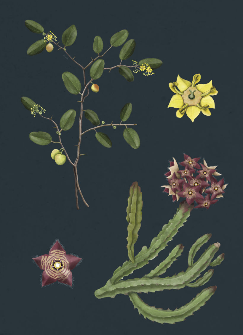Ilustración botánica. Caralluma y Espina de Cristo 0