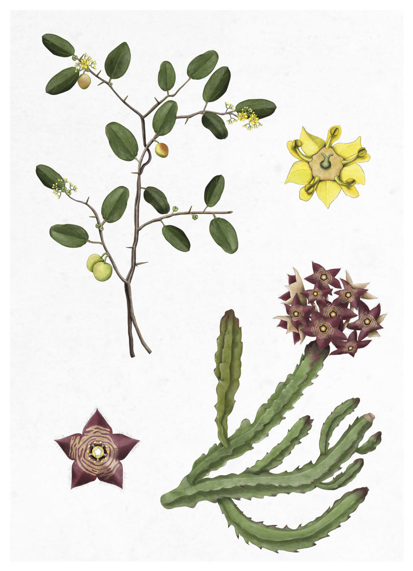 Ilustración botánica. Caralluma y Espina de Cristo 4