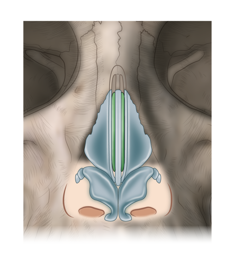 Ilustraciones anatómicas para cirugía 16