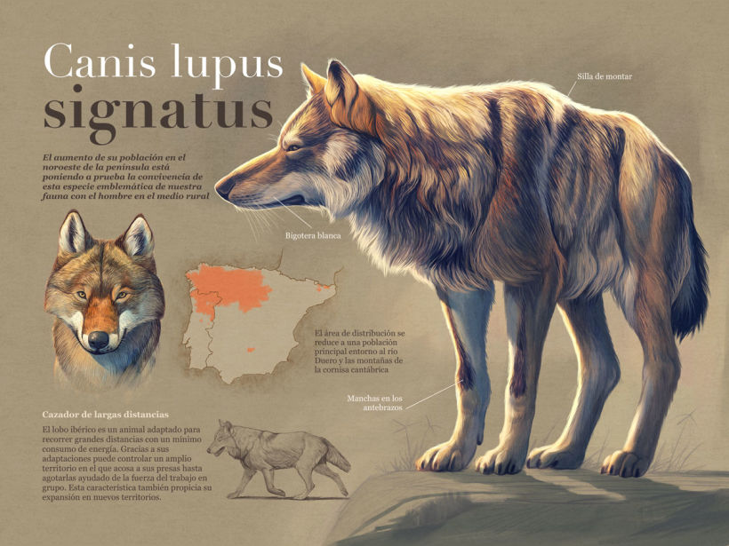 Infografía descriptiva del Lobo ibérico.