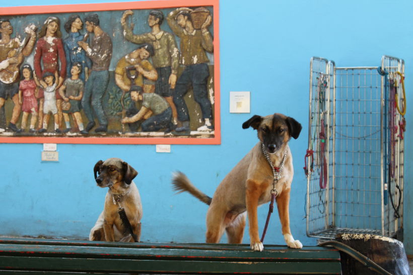 Perros en Caminito, BsAs.