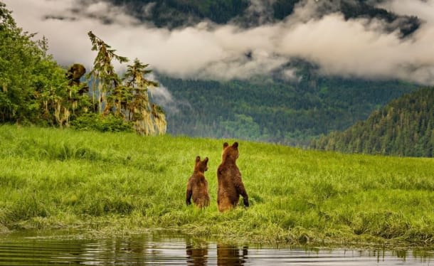 10 Wildlife Photographers to Follow On Instagram | Domestika